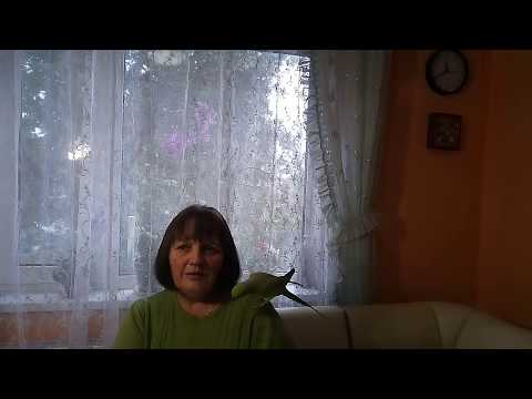 Сколько живет ожереловый попугай в домашних условиях