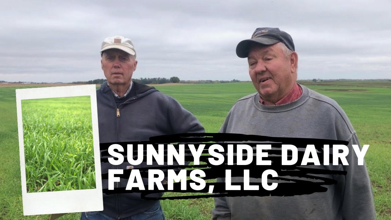 Sunnyside Dairy Farms, LLC Winter Triticale YouTube