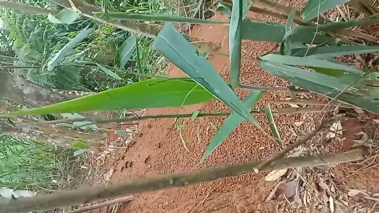 giống tổ ong dế 2023