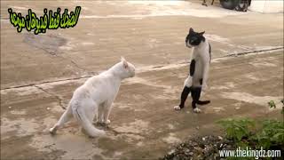 try not to laugh ?? funny cats? ▏قطط ذكية مظحكة