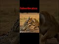 watch crocodiles vs Tiger attack