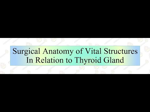Surgical Anatomy of Thyroid Gland