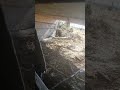 желтобрюх #змея #желтобрюх #сво