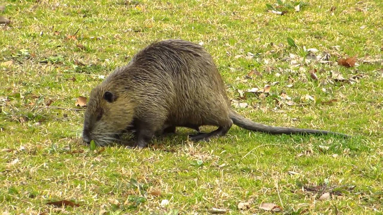 クッソマイナーな動物をあげてくスレwwwwww どうぶつちゃんねる