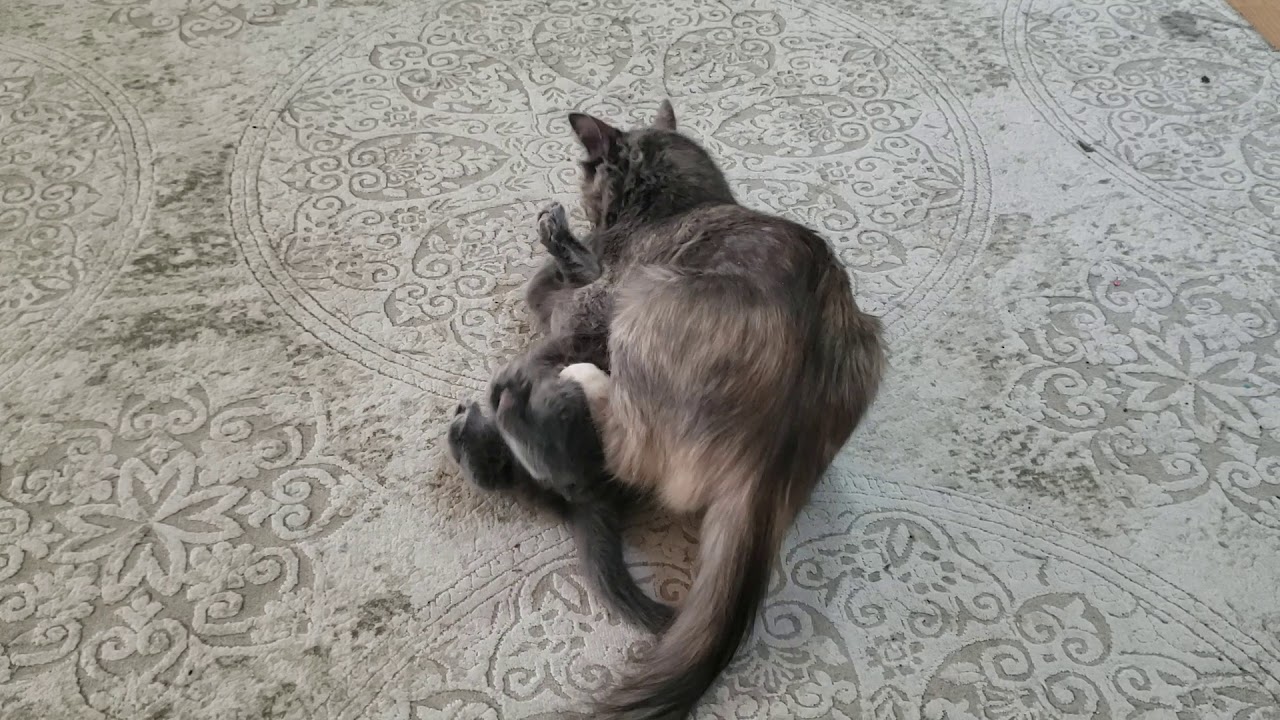 Kitten is punished after chasing mommy cat disciplining her baby kitten cute baby kitten