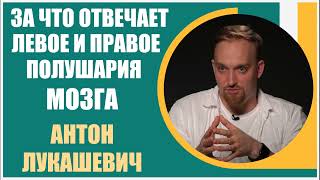 Антон Лукашевич | За что отвечают левое и правое полушария мозга человека? Речь и работа полушарий