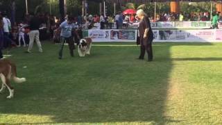 INDIAN #TOP #WINNING #Saintbrenard #international & #Indian CHAMPION GAURAV'S SIMBA  Gaurav's Kennel