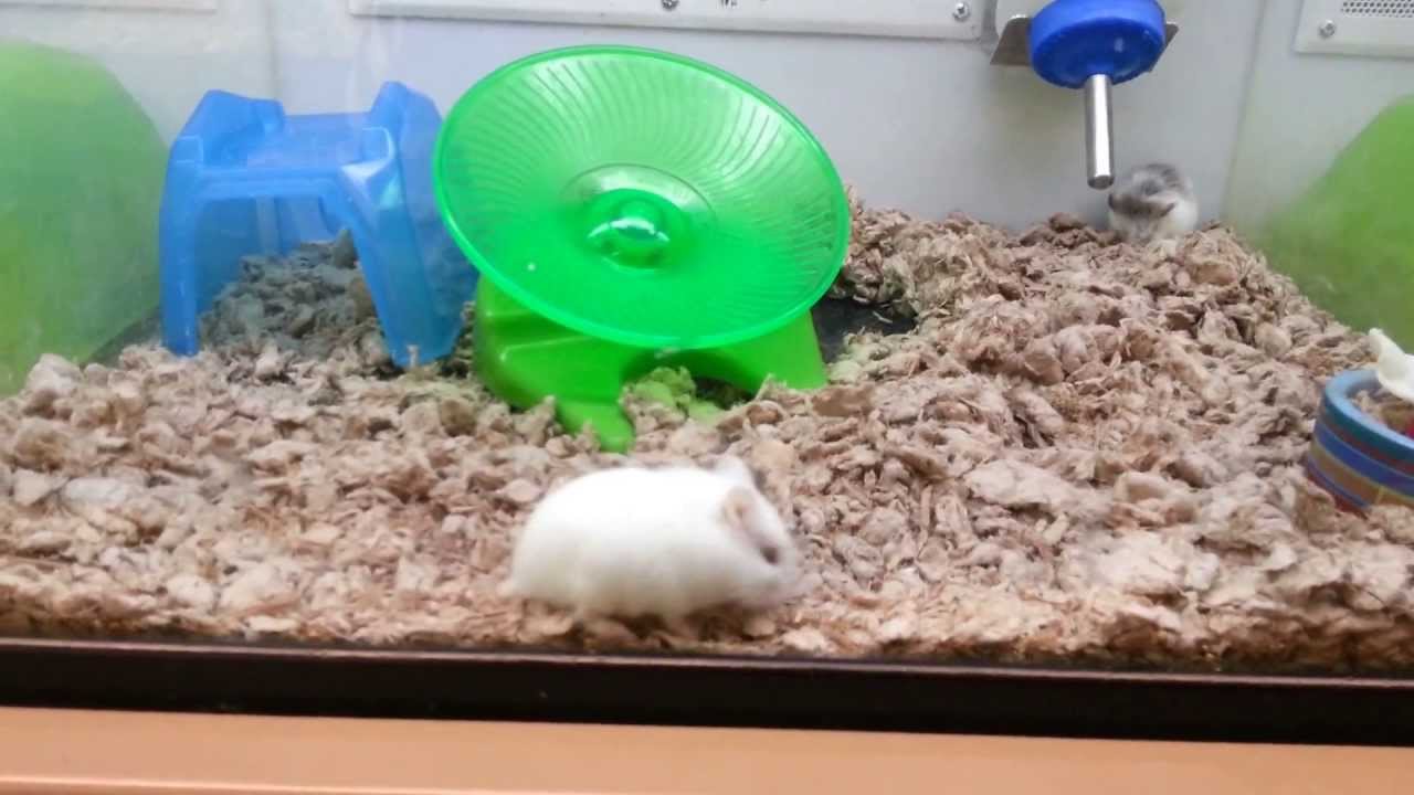 Popcorn hamster YouTube