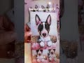 Receive a print of my bull terrier art monthly. Link in bio. #bullterrier #snailmail #printclub