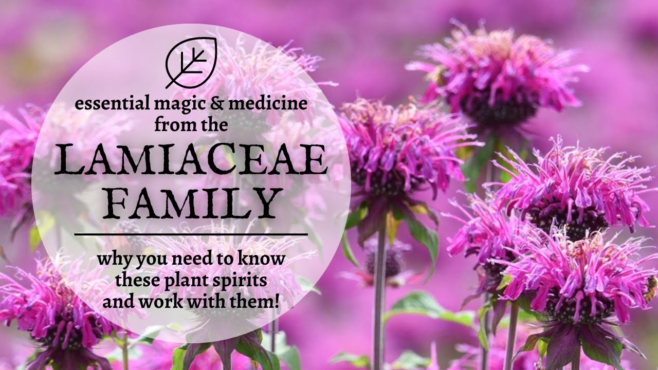 Magic & Medicine from the Lamiaceae Family - Why Mint is Your Best Plant Spirit Ally
