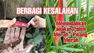 Download Lagu Palem Merah / Pinang Merah ||Cara memindahkan anakan MP3