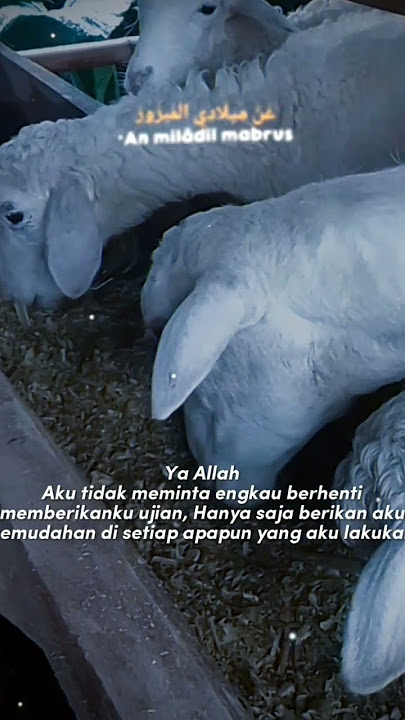 story wa 30 menit #viral #jedakjeduk #meledak #ngakak #kambing