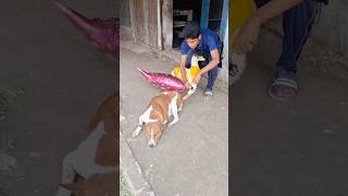 Feel-Good Vibes Only! ✨#shorts #funny #dog #cute #pets #viral #fyp #funnyyt #funnymoment #funnyreel