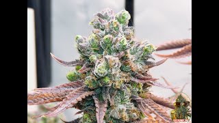 My Last Grow Day 63 HPLVD This Is The End