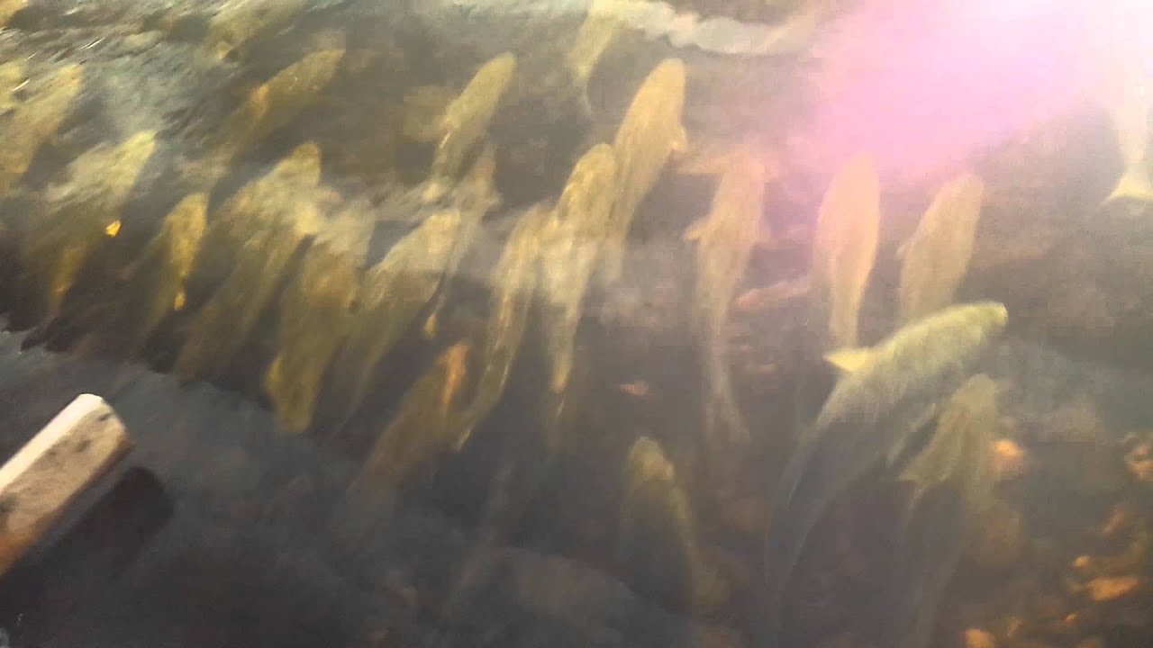 Striped Bass Nova Scotia YouTube