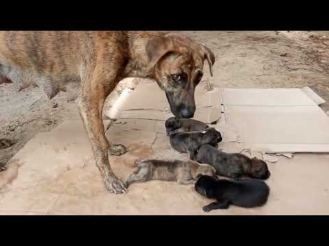 Mother dog bite her new born puppies baby to breath feeding|Lovey and cute little dogs