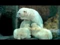 The Polar bear twin cubs get nursed by their mother Simona at Moscow Zoo