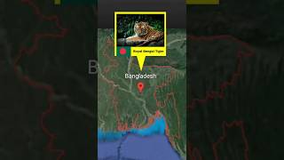 National Animals Form Different Countries Part 1