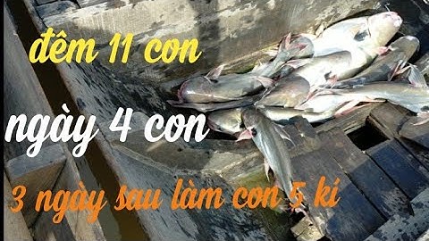 Câu cá Dồ Đém bằng mồi  thúi - bầy Dồ Đém quá nhiều mấy anh em dựt sướng tay - Video 126