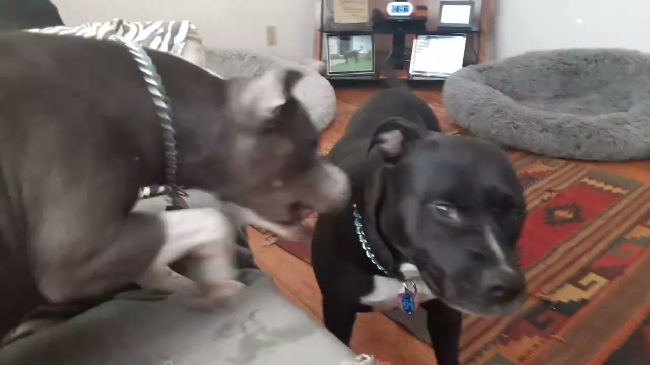 Just before the outdoor break, Gypsy n Raine ❤️🐾