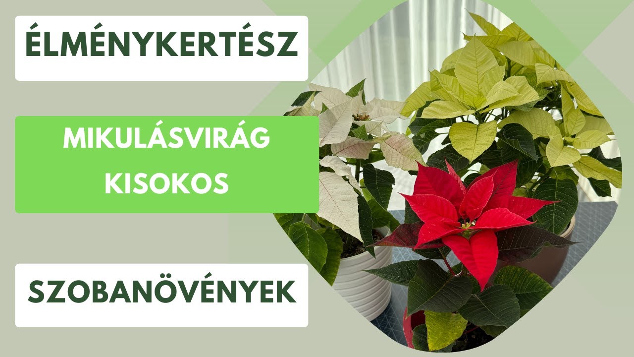 A mikulásvirág titka- Hogyan lehet életben tartani, akár évekig?🌺