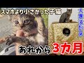 池に捨てられてた子猫にこたつをプレゼントしてみた!【#テオナナ日記 1】