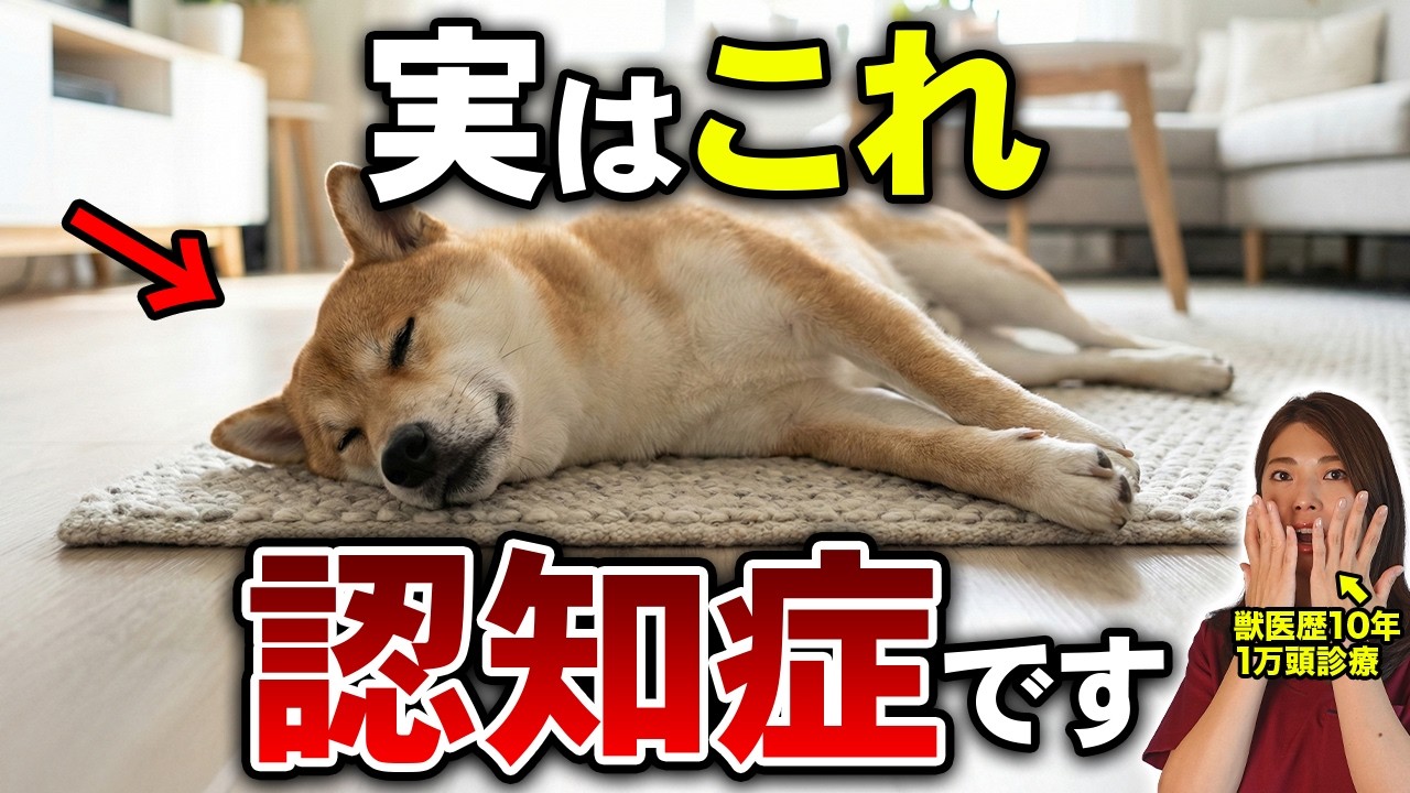 【獣医が警告】あなたの犬のその行動、老化ではなく認知症かもしれません