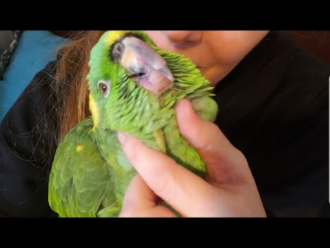 Video: Jak léčit nádory u papoušků amazonských (s obrázky)