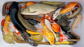 Kem Chanel lái công nông bắt cá ống nước chảy có cá chép, cá vàng, cá trê, cá koi, cá hề, axololt