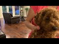 Poodle Dog Finding Hidden Toys - Smart 4 months old Toy Poodle の動画、YouTube動画。