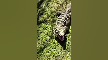 TEGU TRYS TO ATTACK A MAN 😂