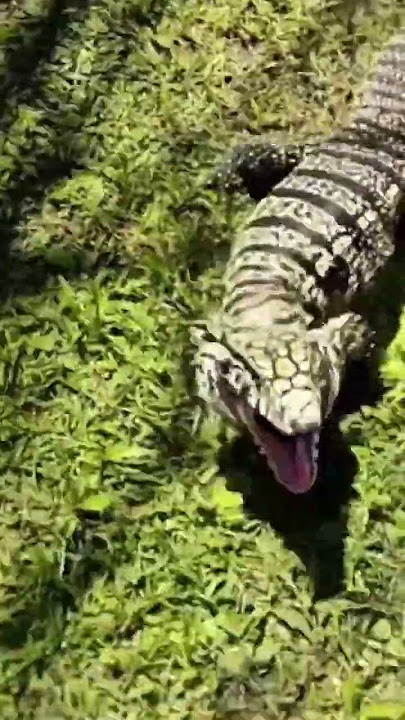 TEGU TRYS TO ATTACK A MAN 😂