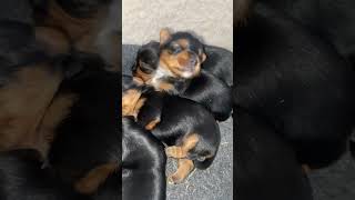 Beautiful 2 week old yorkie puppies😇