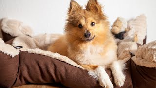 Tips for Grooming and Maintaining a Shetland Sheepdog s Coat