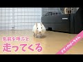 【デグー】名前を呼ぶと一生懸命走ってくる姿が可愛い！Funny and Cute Degu