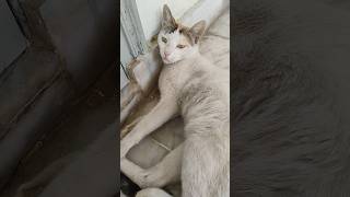 🐈 #cat #catcare #funnycat #trending #ytshorts #viral catlover catvideo catshort