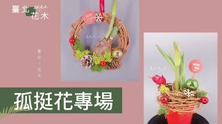 孤挺花專場｜臺北花木 綠化教室