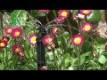 Adjustable Dripper Shrubbler Guide - Drip Irrigation