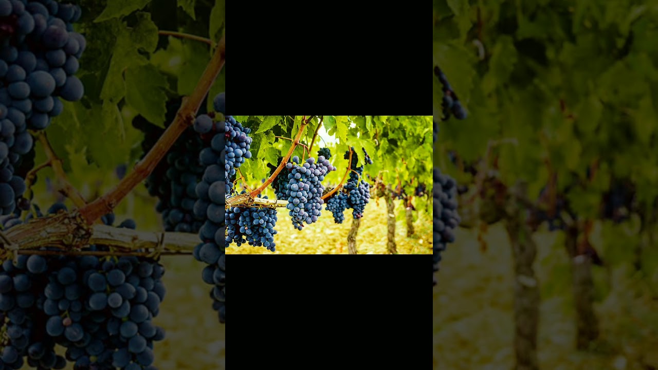 fact about grapes YouTube