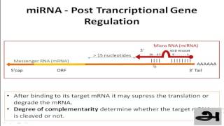 how miRNA works - simple animation