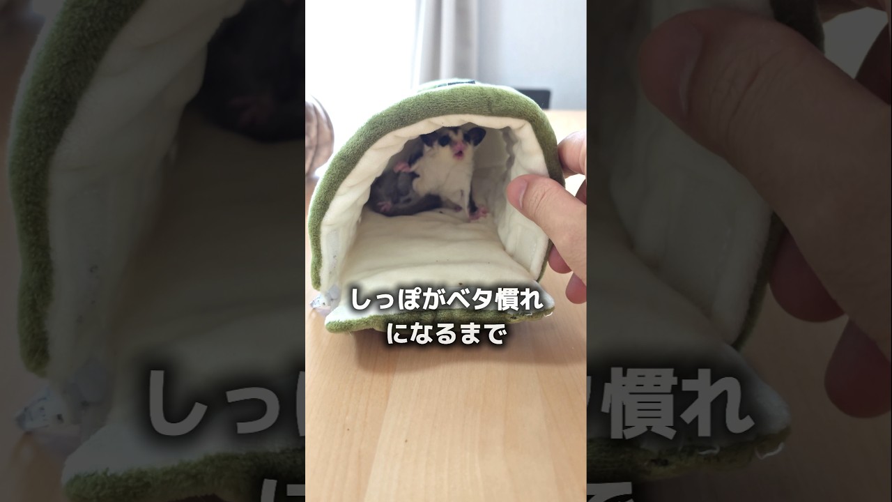 【説明欄必読】噛みつきモモンガがベタ慣れになるまでの軌跡