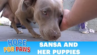 Sansa & puppies: Rescuing a homeless family from under a house.  Please share  :) #dog