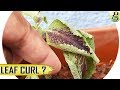 LEAF CURLING: How to Interpret UPCURL OR DOWNCURL Drying | Diagnosis Treatment