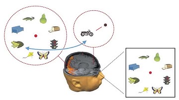 Fragile Visual Memory and Phenomenal Consciousness