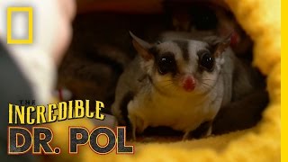 Give Me Some Sugar... Gliders | The Incredible Dr. Pol