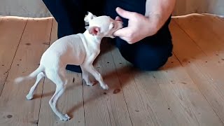 4. Как отучить щенка кусаться на примере щенка левретки