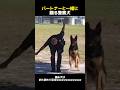パートナーと一緒に踊吝警察犬