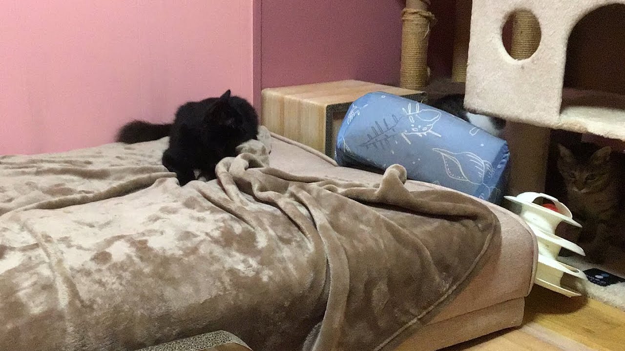 SICK OF RECORDER 蝙蝠対仔猫　EPレコード Ryuichi Sakamoto MONSTER directed by Kore-eda Hirokazu