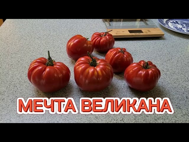 Томат мечта великана. Помидоры сорт мечта великана. Томат мечта великана описание сорта. Томат мечта огородника.