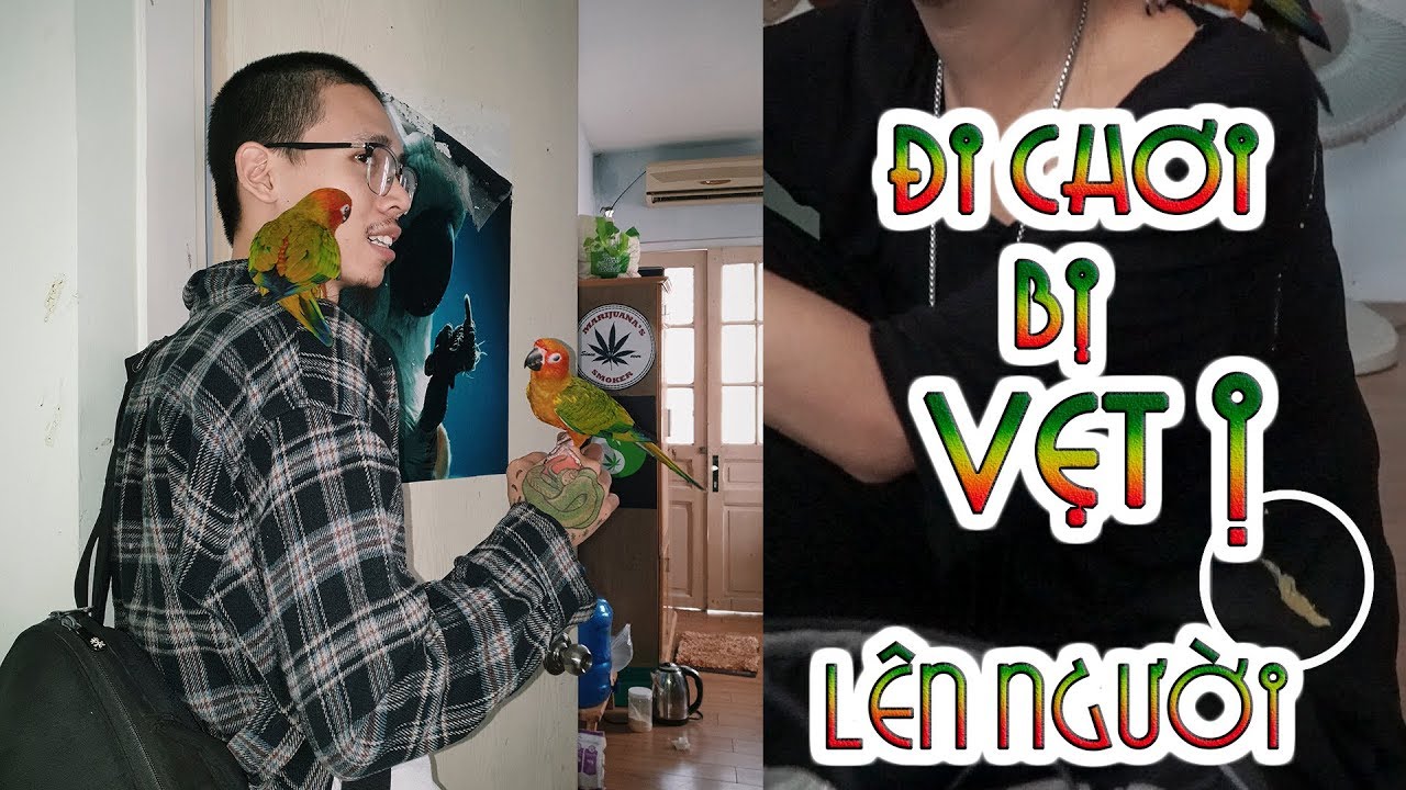 parrot price in bangladesh Đi chơi VẸT bị Ị vào người - Parrot poop on my wife| WILDVN TV